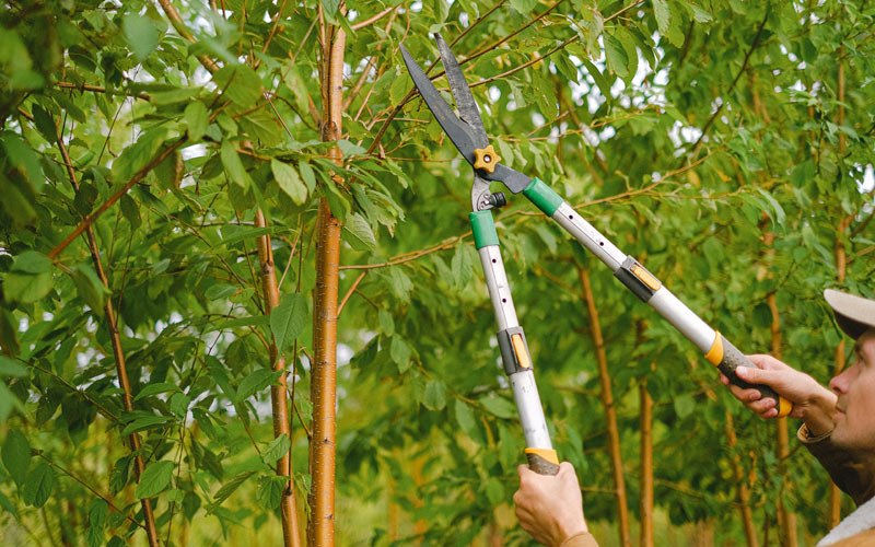 Tree trimming in Bogota, TN