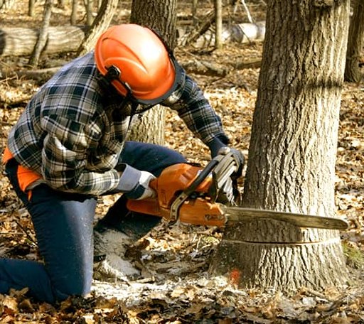 Tree Removal in Bogota, TN